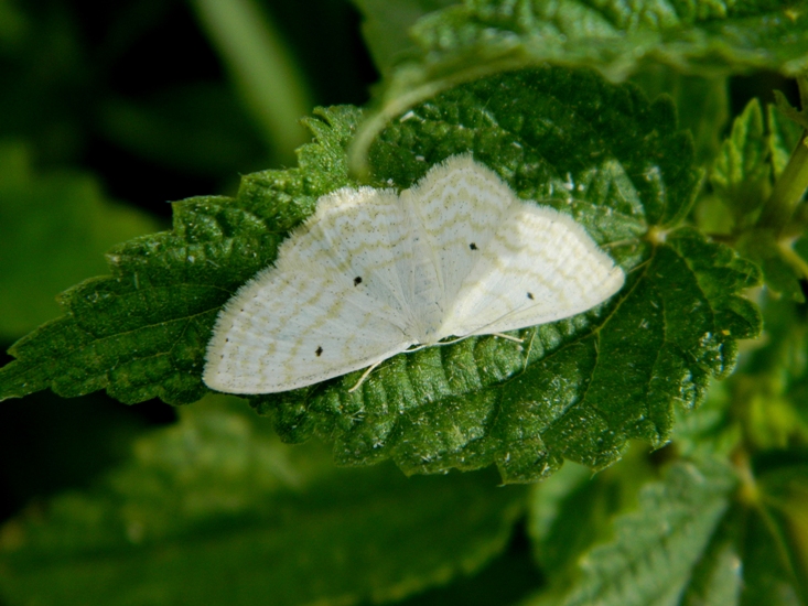 Geometridae da determinare